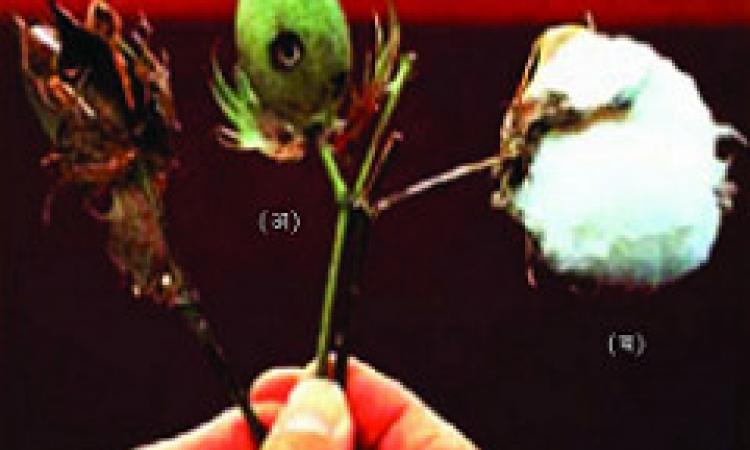 cotton