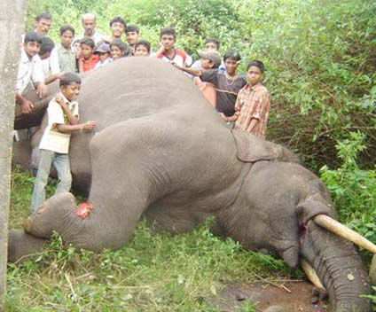 बिजली के करंट लगने से हाथी की मौत