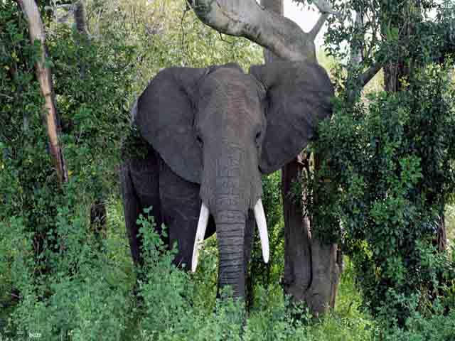 प्रकृति का सबसे बड़ा माली हाथी है