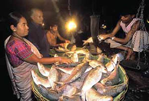 हिल्सा मछली का स्वाद बंगाल के लोगों के दिलों पर राज करता है