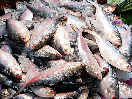 हिल्सा मछलियों पर आश्रित है मछुआरों का जीवन