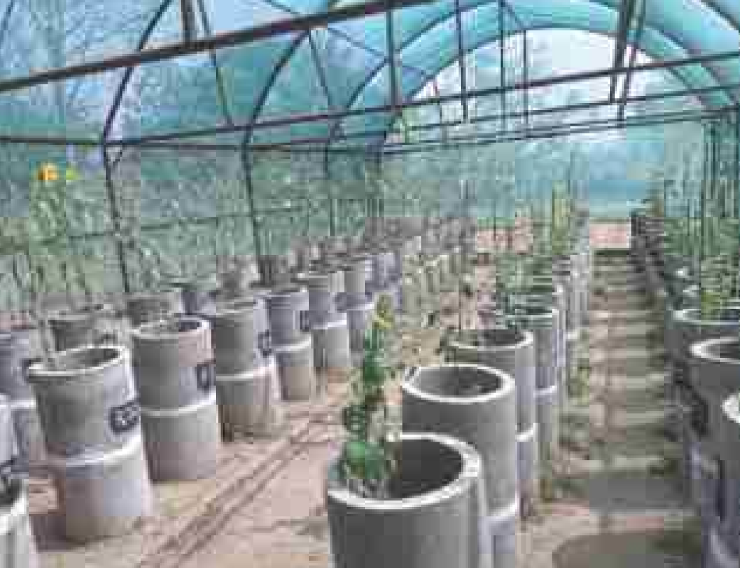 तिलहन फसलों में अपशिष्ट जल एवंतजा जल का संयोजी उपयोग