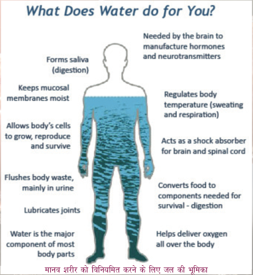 मानव शरीर में पानी 