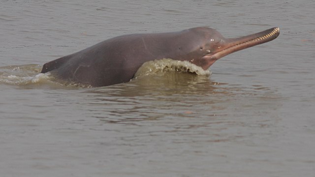 Ganges river dolphin (Image Source: Zahangir Alom / Marine Mammal Commission / National Oceanic and Atmospheric Administration via Wikimedia Commons)