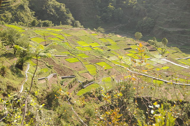 Terrace farming in Uttarakhand (Image Source: Sharada Prasad CS via Wikimedia Commons)