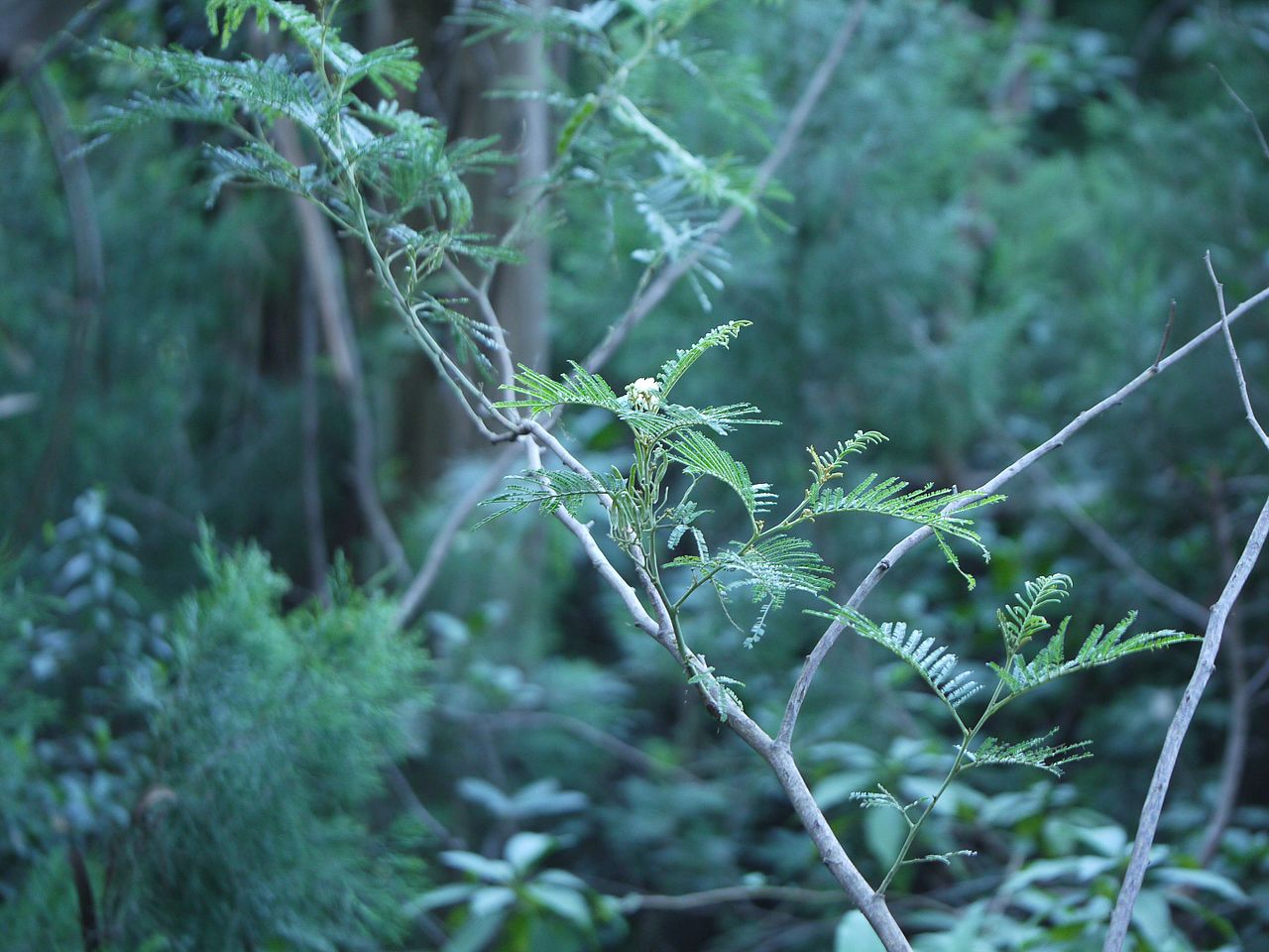 Black wattle, an invasive plant native to Australia (Image Source: Dinesh Valke from Thane, India via Wikimedia Commons)