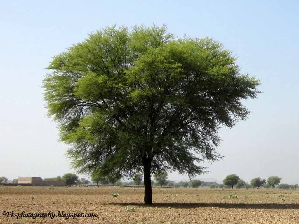Babhul tree