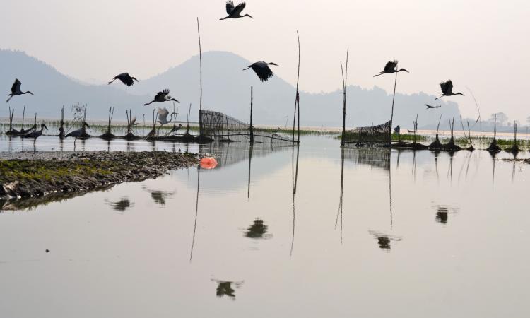 The poisoned Deepor beel in Guwahati, Assam (Image Source: India Water Portal)