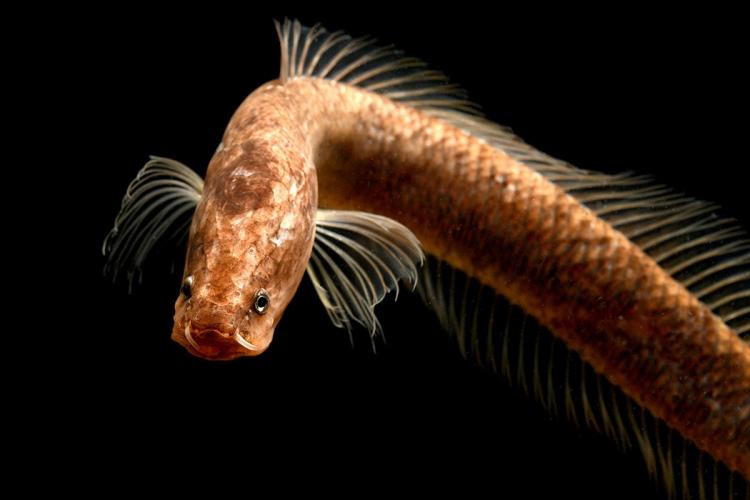 Gollum snakehead (Photo by Ralph Britz taken from https://www.thenewsminute.com/article/gollum-snakehead-fish-discovered-kerala-may-be-old-dinosaurs-135171 )