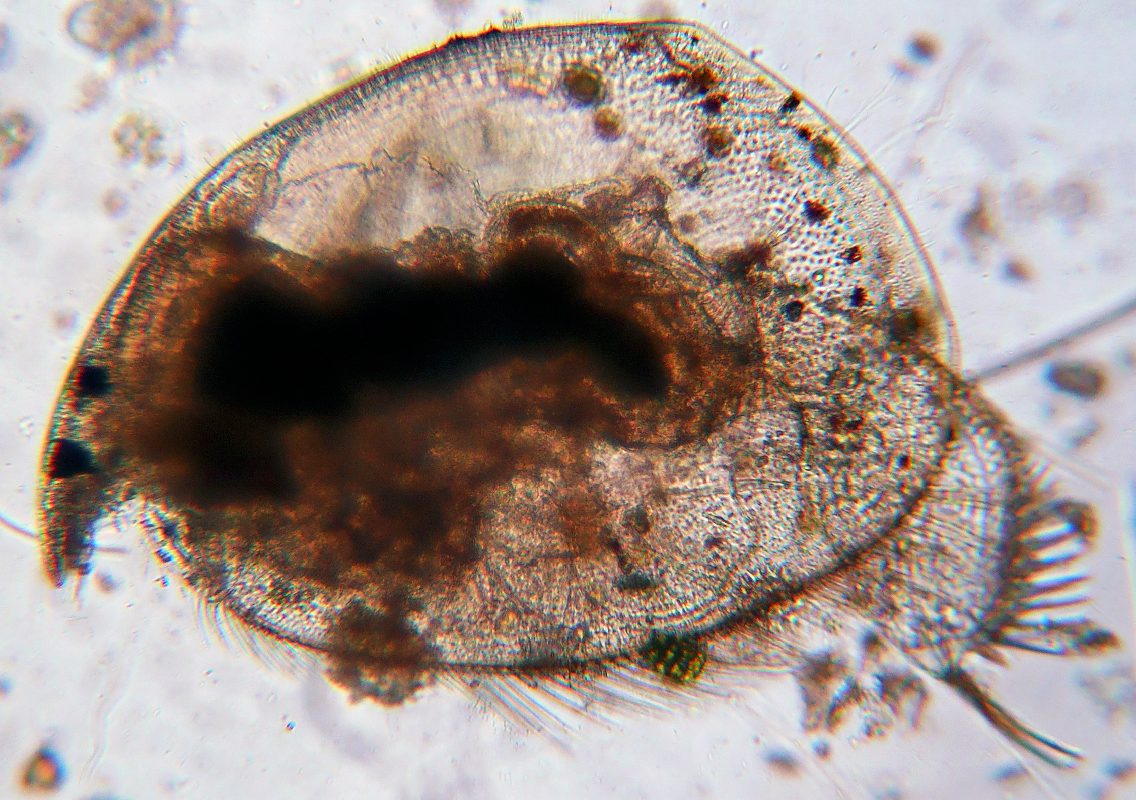 Leydigia ciliata - cladoceran zooplankton at Ram-Mula confluence (Image Source: Biologia Life Science LLP))