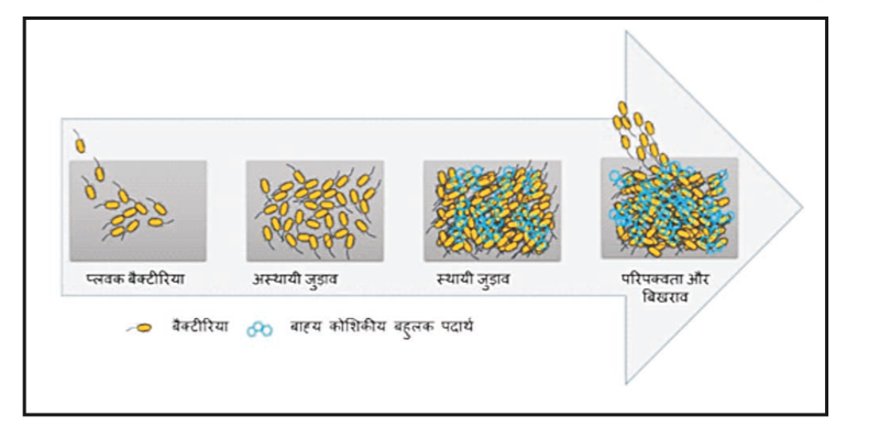 चित्र 1: बैक्टीरिया द्वारा बायोफिल्म बनाने की प्रक्रिया ।