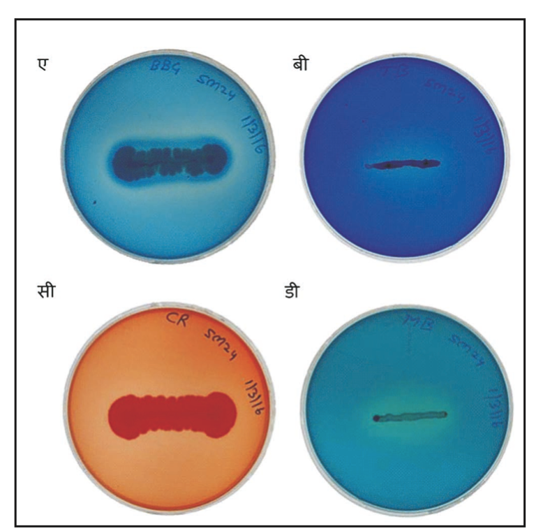 चित्र 3 : बैक्टीरिया द्वारा विभिन्न रंगों का क्षरण (ए) ब्रिलियंट ब्लू जी, (बी) टोलूइडीन ब्लू, (सी) कोंगो रेड और (डी) मिथाईलीन ब्लू ।