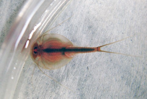Tadpole shrimp