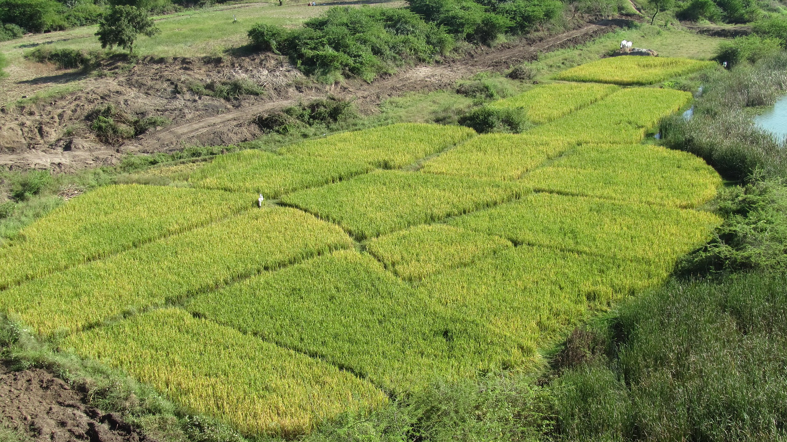 A farm in Warangal (Image Source: Manoj K via Wikimedia Commons)