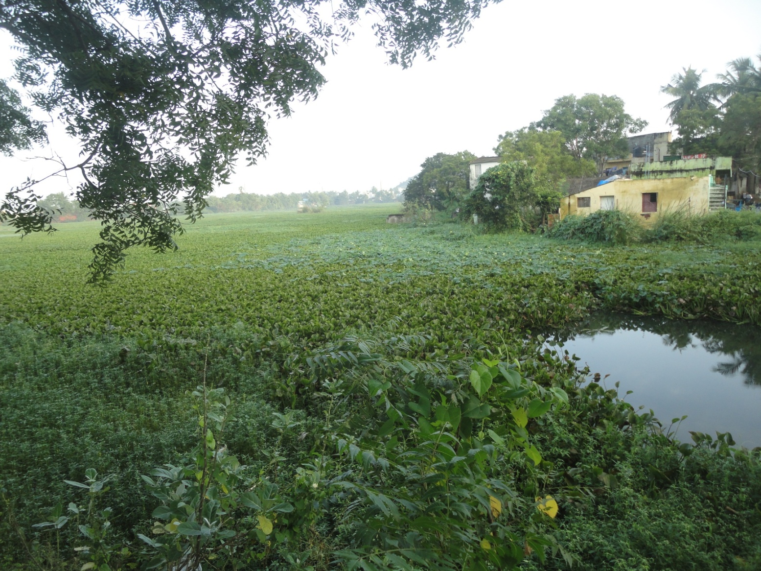 Lake encroached by houses & vegetation (Source: P Sakthivel) 