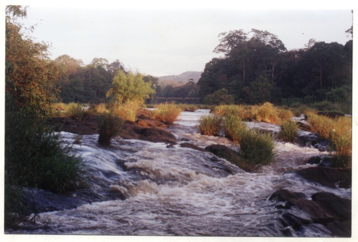 Chalakudy River where the Athirappilly Hydel Project is planned in Kerala 