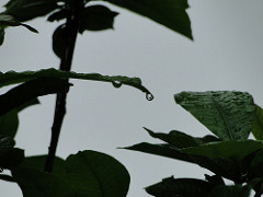 Lush green vegetation helps rainfall. (Source: IWP Flickr photos