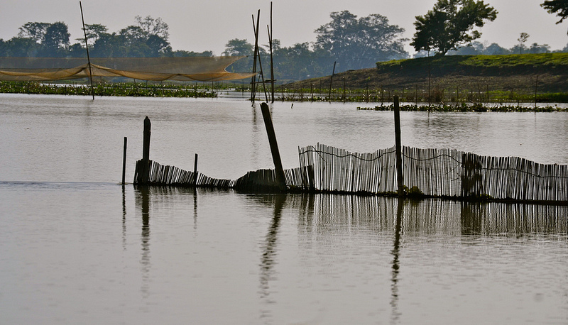 Traditional fishing barriers made of cane or bamboo
