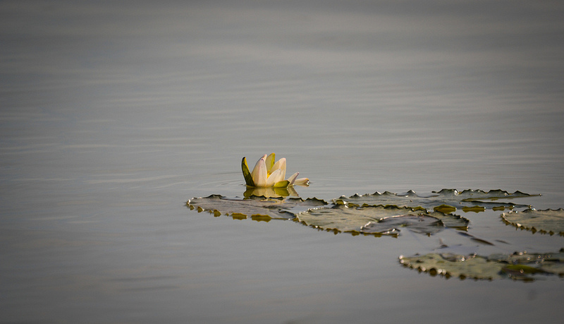 A white lotus in the beel