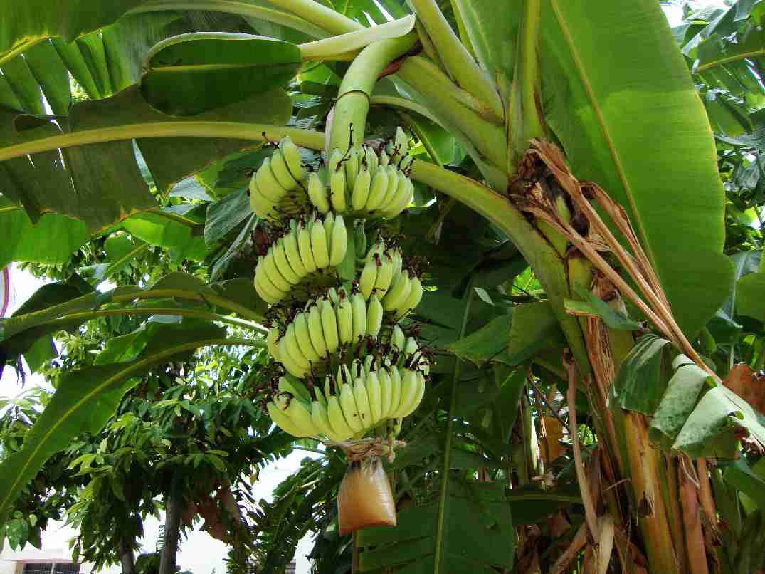Где растут бананы дерево. Банановая Пальма. Банановая Пальма дерево. Плоды бананового дерева. Бананы на Пальме.