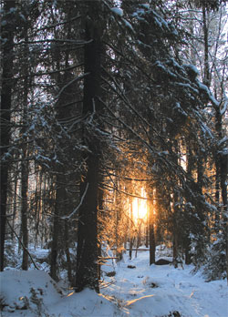 Snow-covered forests are less cooling than snow-covered crop land (Photo: Alegranholm)