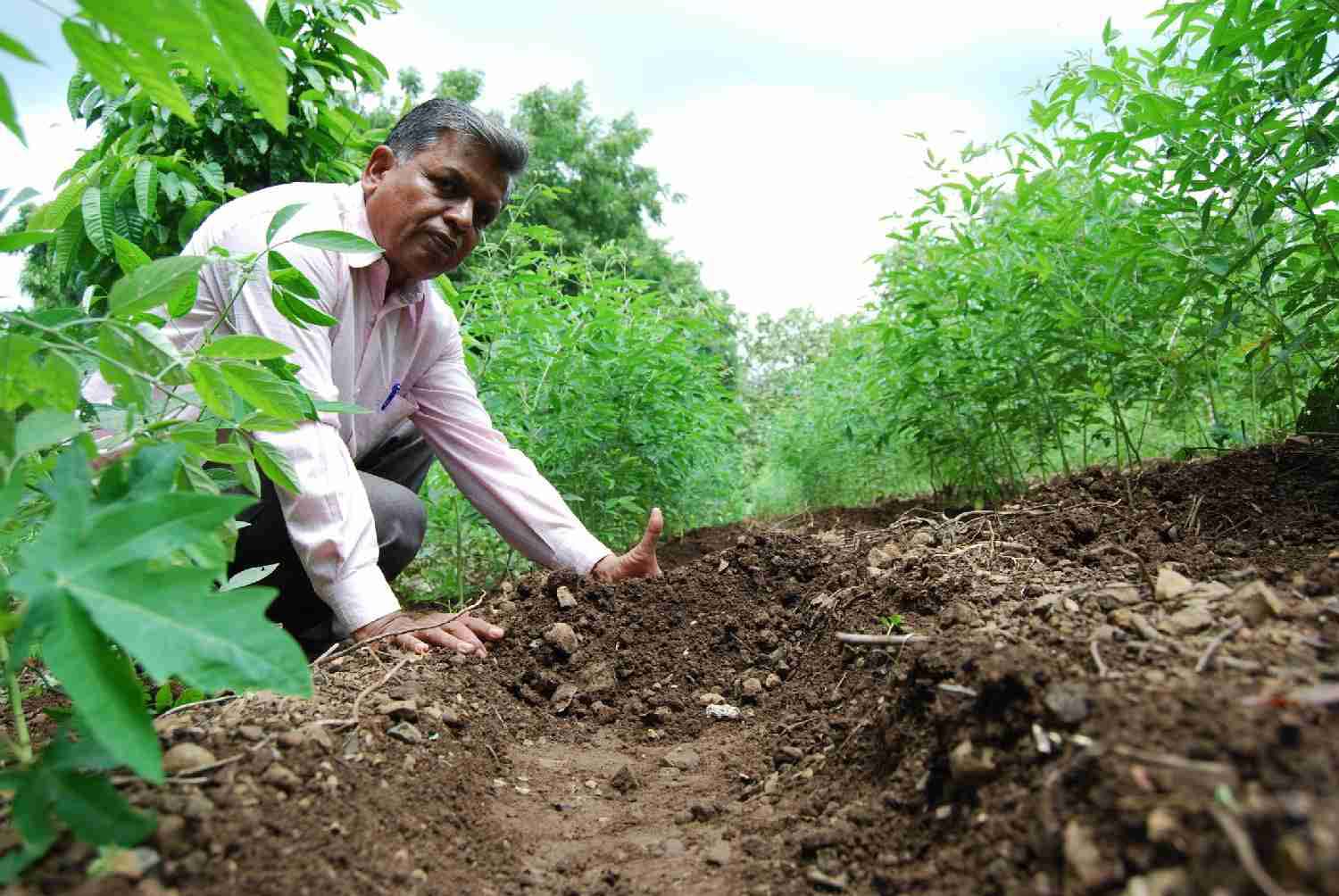 Subhash Sharma's Farm