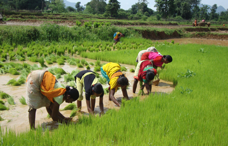 Farmers in the region have conserved hundreds of rice varieties