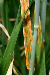 Yellow rust is a fungal disease. The powdery yellow stripes on leaves hinder photosynthesis and make the grains shrivel. It is a serious disease, which has been threatening wheat cultivation in the country the past few years