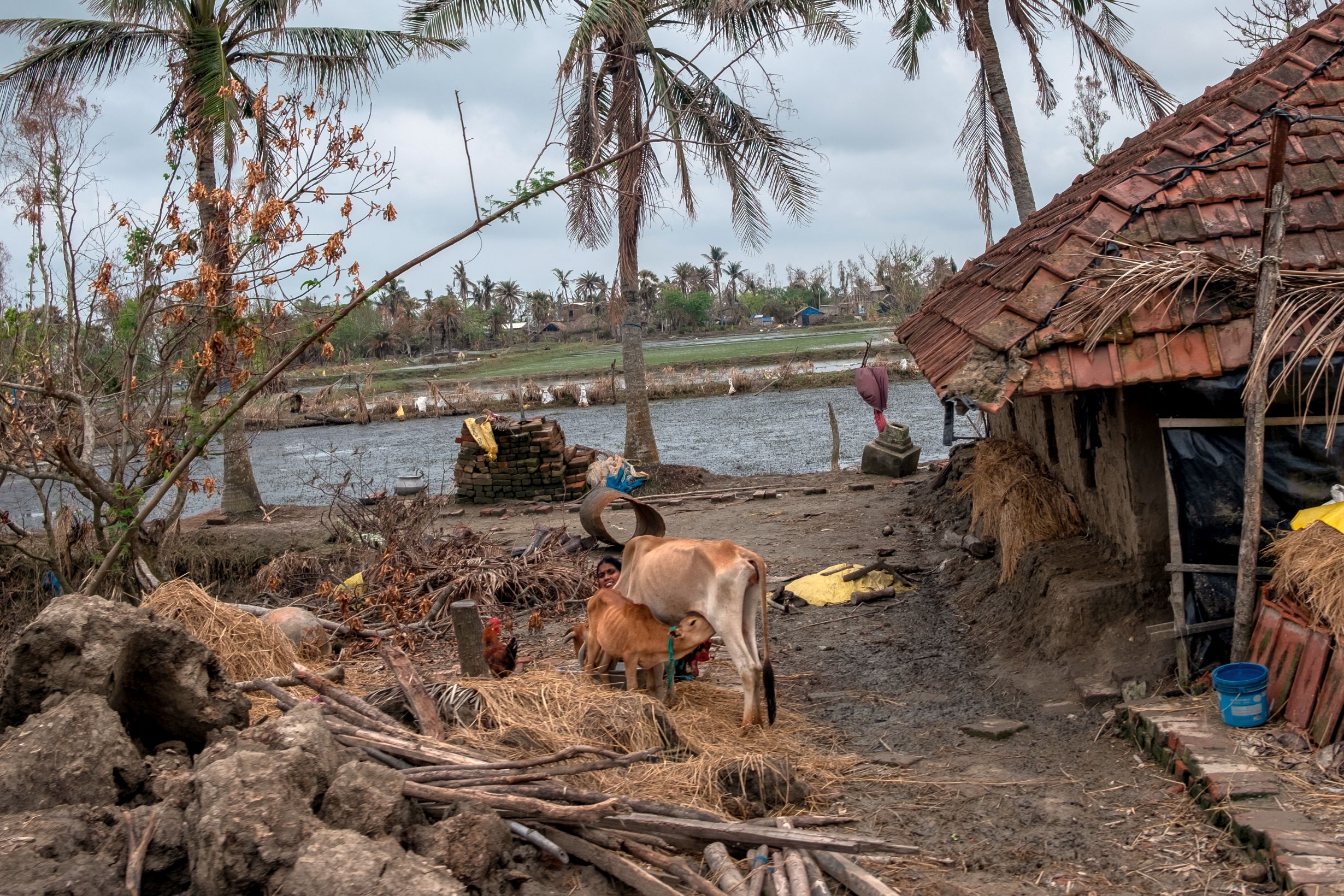 Records that were maintained by locals about animals and their rearing which are extremely important have been washed away with the animals. Nothing could be retrieved from these destroyed rearing shelters. The families managed to save some of the domestic animals but most the infrastructure that supported the animal husbandry business in the Sundarbans has been washed away. (Image: WaterAid, Subhrajit Sen)