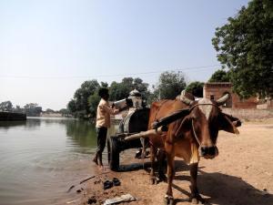 Small ox-driven tankers offer home delivery of water from Lakholaav pond