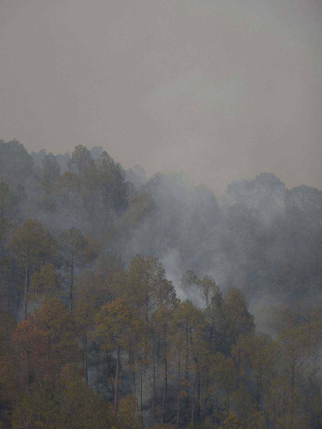The pine forest continues to smoke after a night of heavy rain