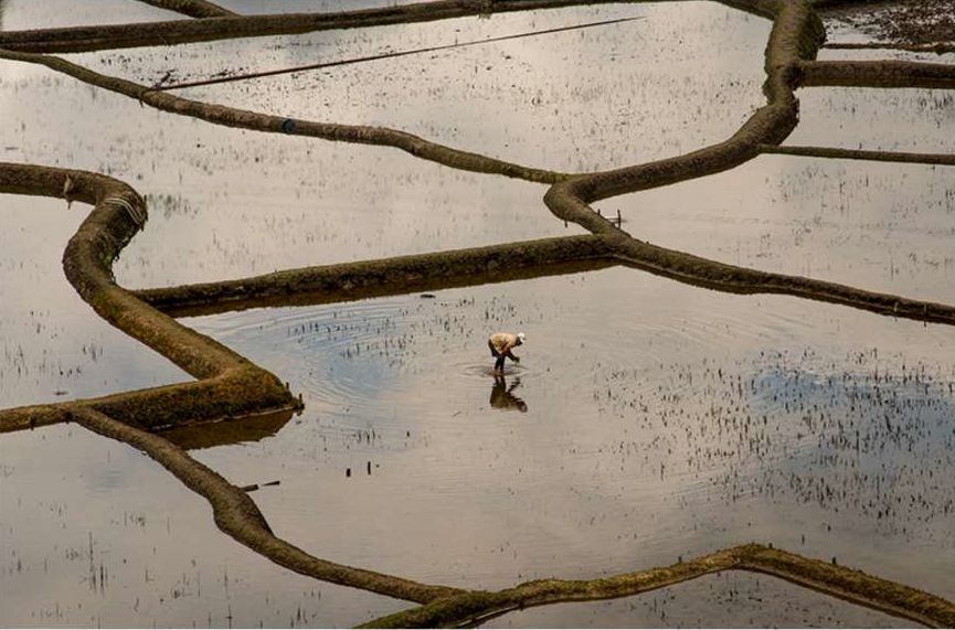 Aji, a centuries old tradition that taps smalls streams from the hills to irrigate the fields where wet rice cultivation is often carried out together with pisciculture (Image:  Shailendra Yashwant, Oxfam India)