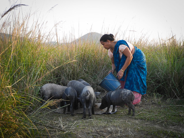 Many have started rearing pigs for additional income support as the fish numbers deteriorate and their livelihoods are at stake.