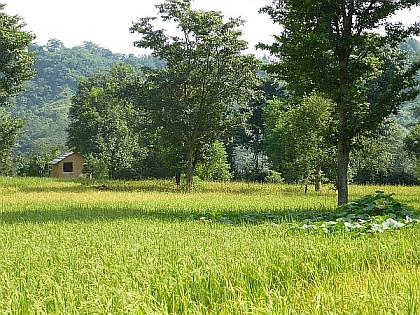 landscape of rice fields with mountains in the background