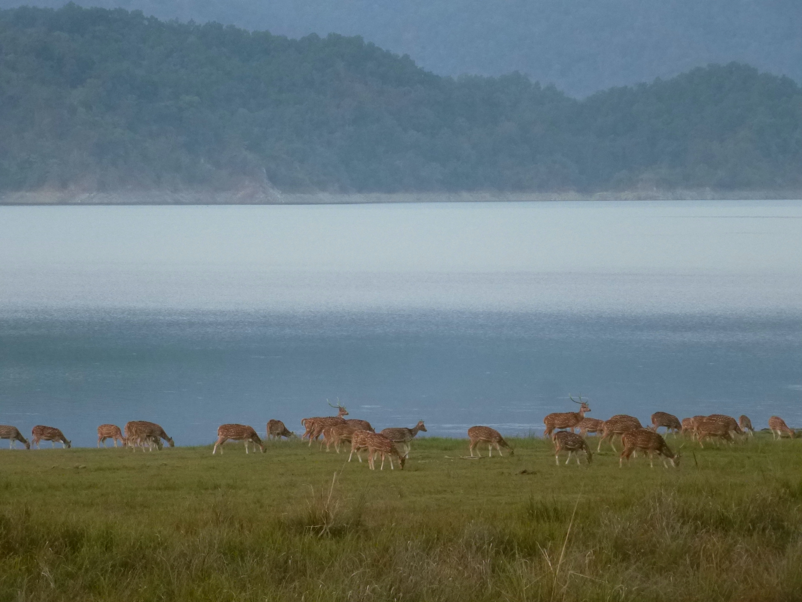 a herd of chital feed in a grasslanda at Corbett National Park (Image: Author)