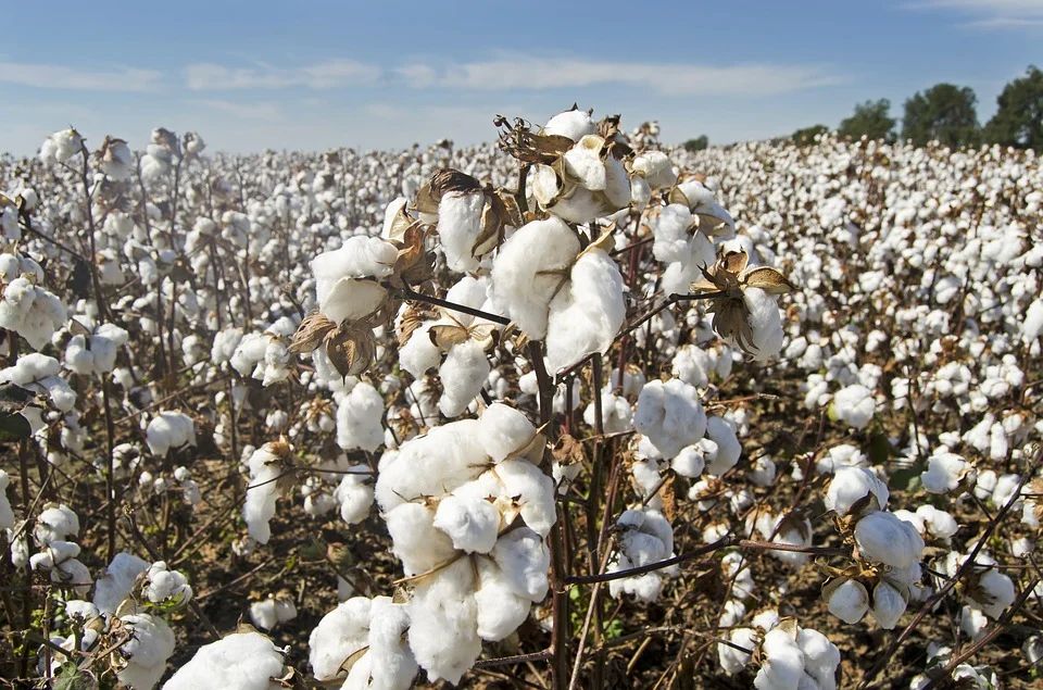 Producers can benefit if they stock cotton as bales and sell later when the price increases (Image: Pixabay)