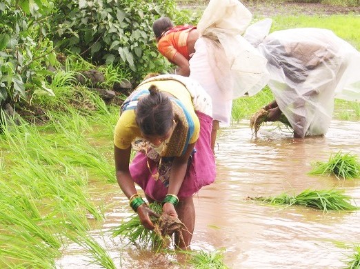 Staying bent through the day while farming leads to spinal problems among farm women. (Source: India Water Portal)