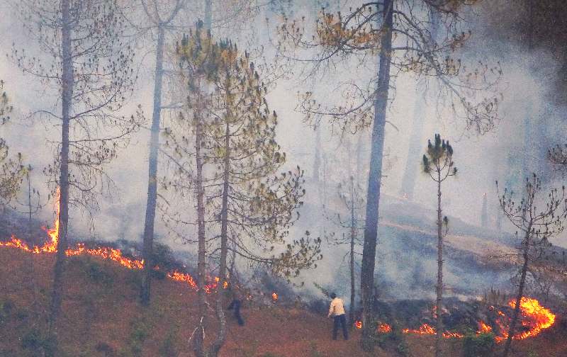 A typical forest fire in a pine-dominated forest