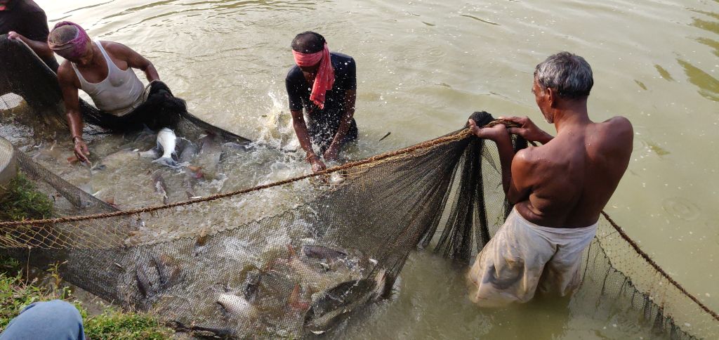 Fish rearing in a farm pond (Image: Ashutosh Nanda)