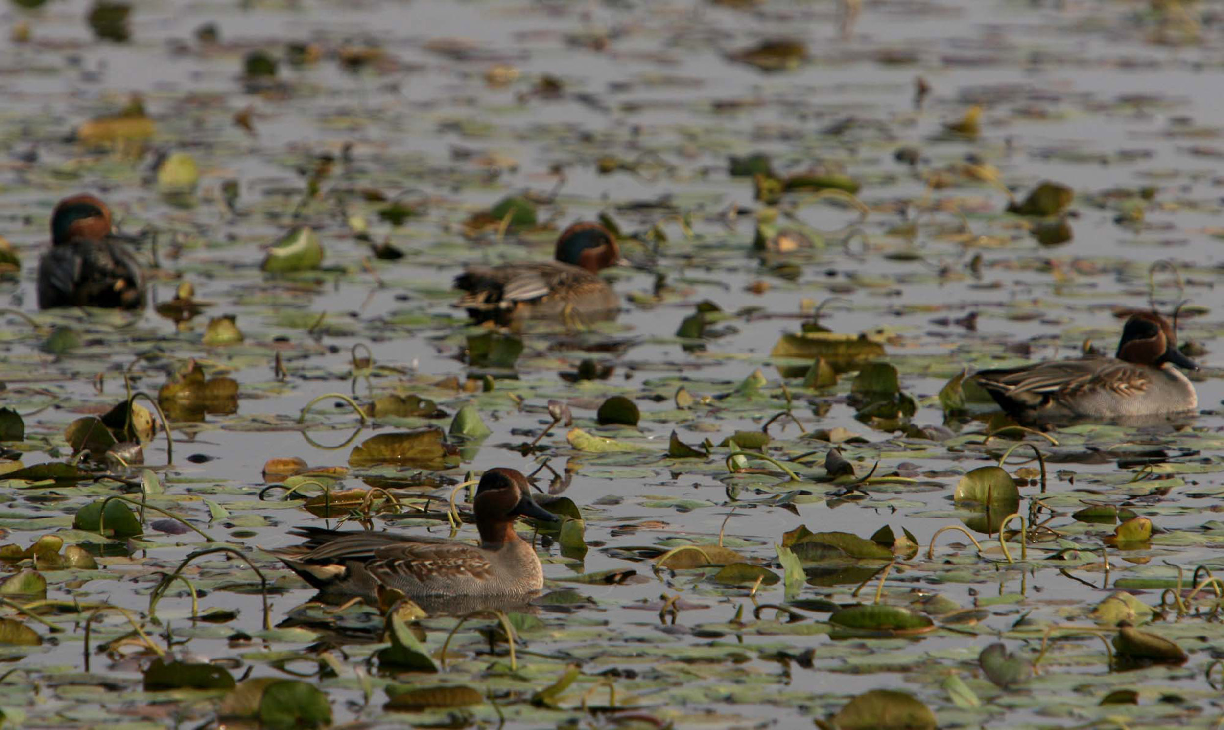 Hokersar wetland in Srinagar by Abid Bhat. (Source: 101Reporters)