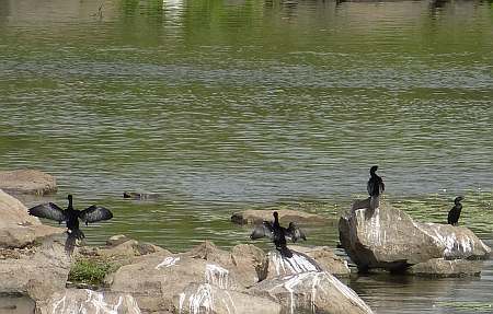 Cormorants sunning themselves on rocks in a river