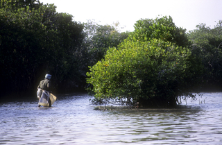 Mangrove swamps at Pichavaram