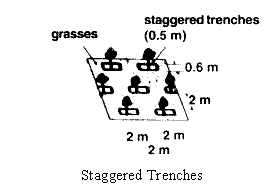 Staggered Trenches