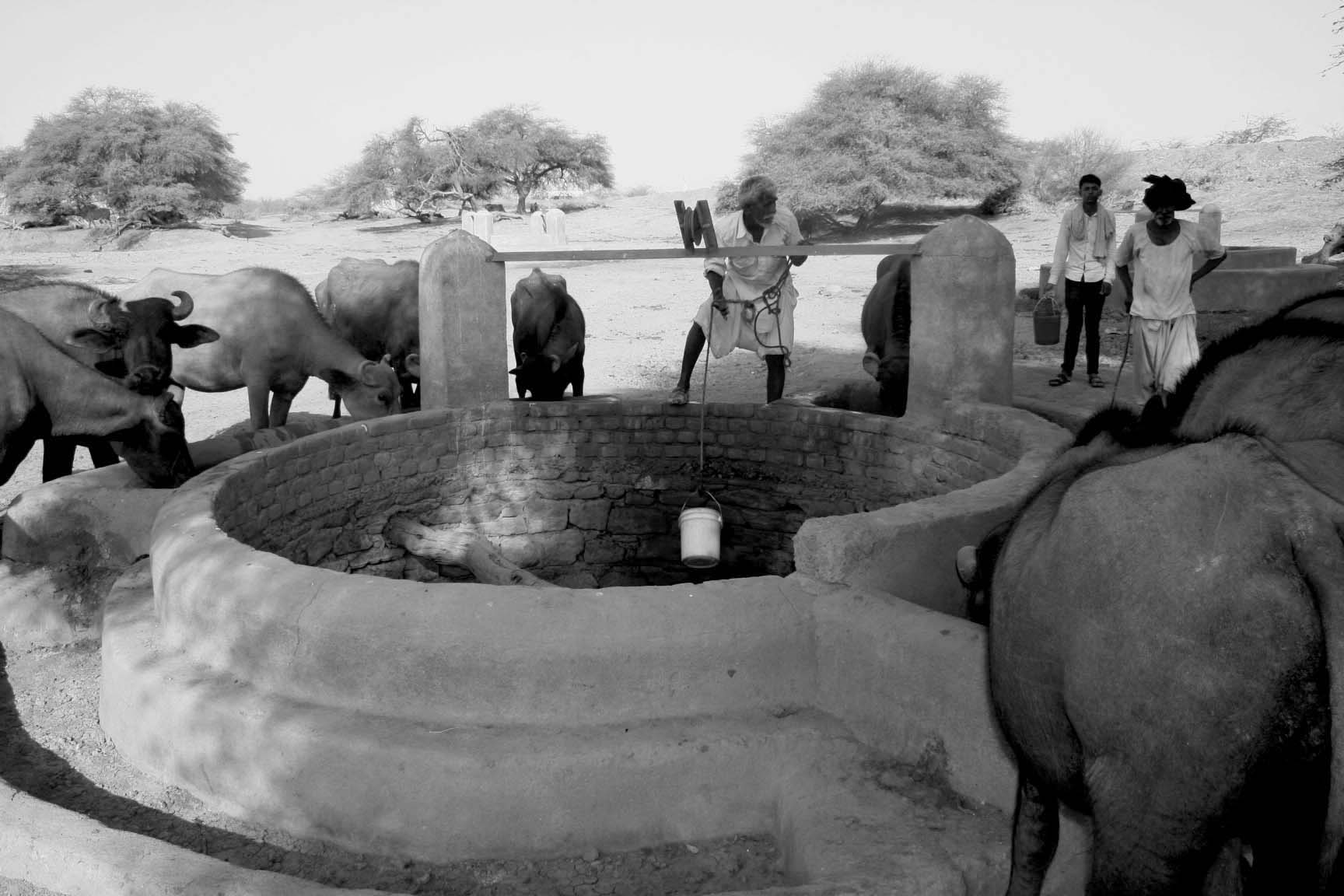 There is always water in the  well in Nanda village. Thanks to the regular water supply, the animals in the village are stronger and the income from them have increased.