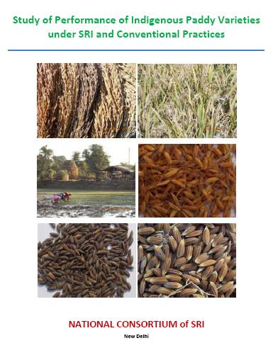 Study of performance of indigenous paddy varieties under SRI and conventional practices