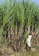 SSI  Sugarcane Crop