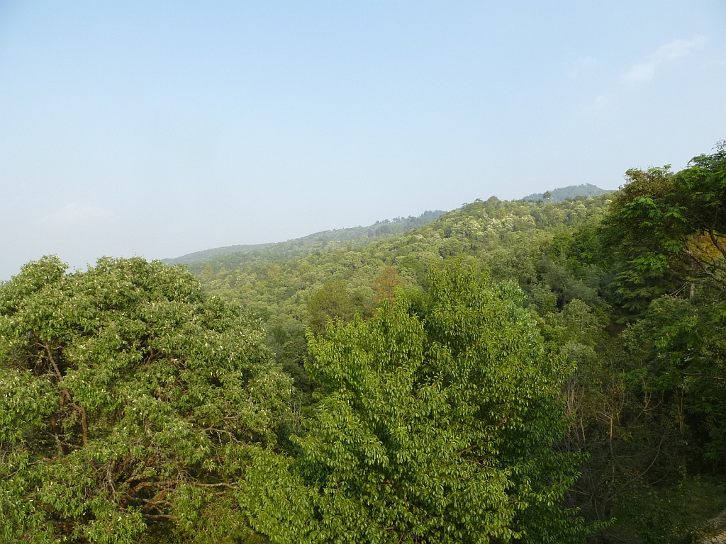 view of a dense forest stretching to the horizon