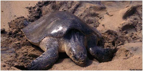 A nesting female Olive Ridley in Orissa; Source: Kartik Shankar