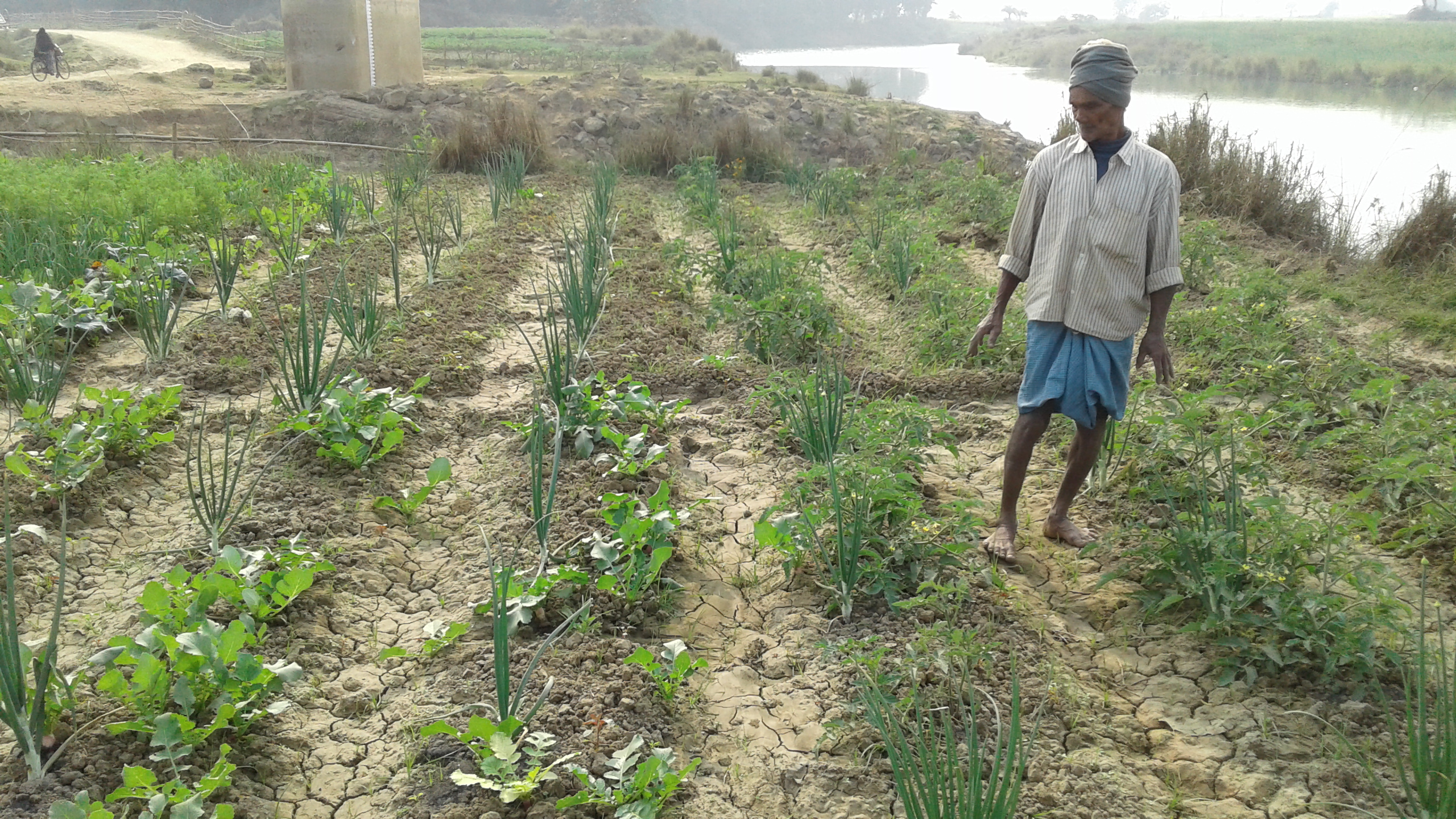 Organic farming makes it possible to farm multiple crops at the same time. (Photo: Gurvinder Singh)