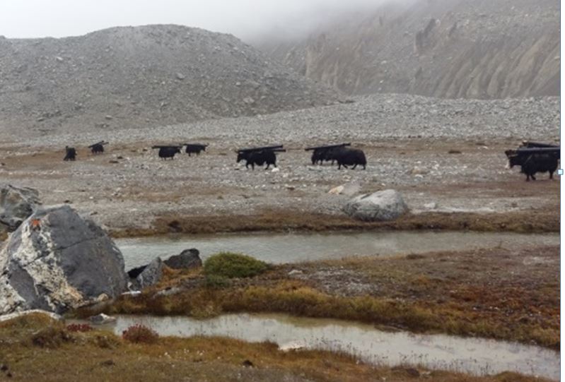 Yaks carry pipes to the project site. (Pic by ISW)
